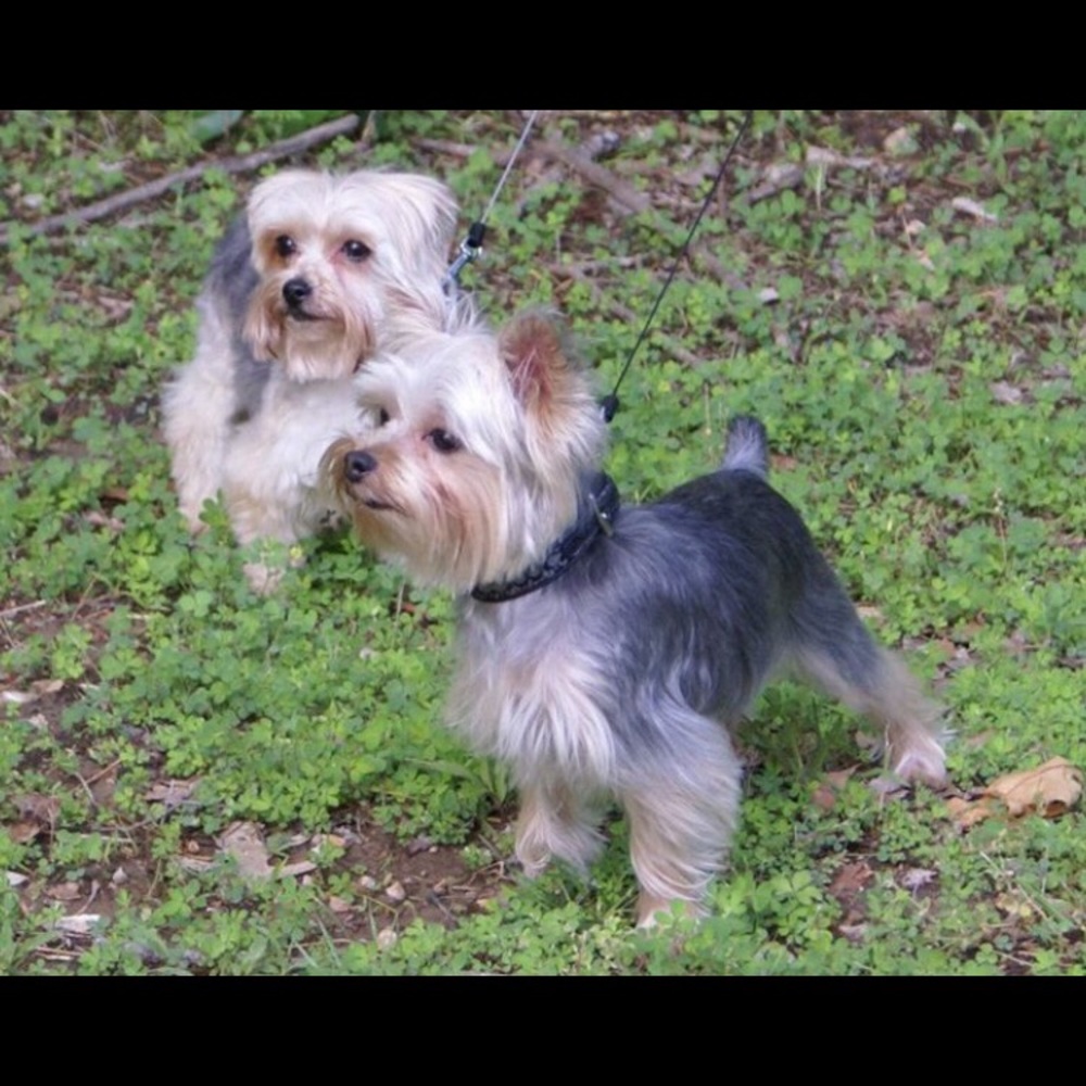 Meet your Posher, Bliss